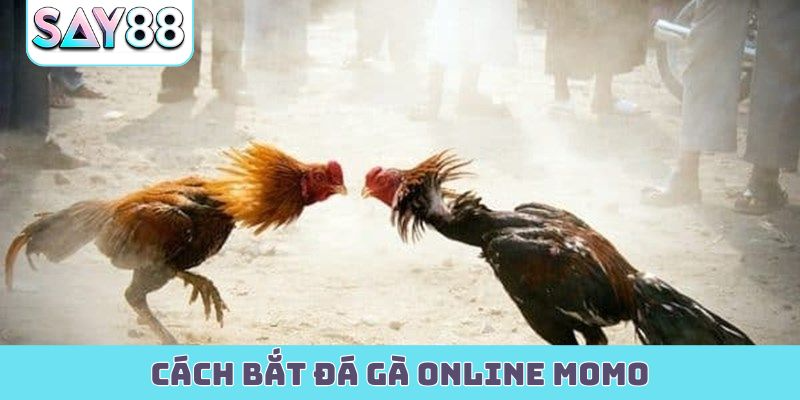 cách bắt đá gà online Momo