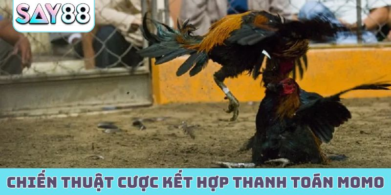 Chiến thuật cược khi kết hợp thanh toán Momo