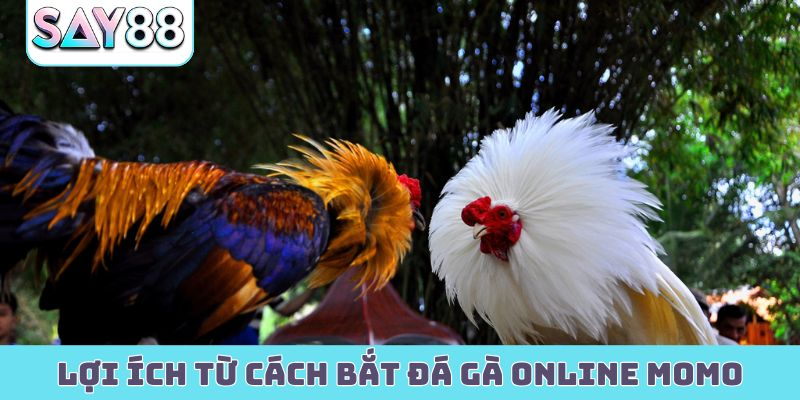 Lợi ích từ cách bắt đá gà online Momo