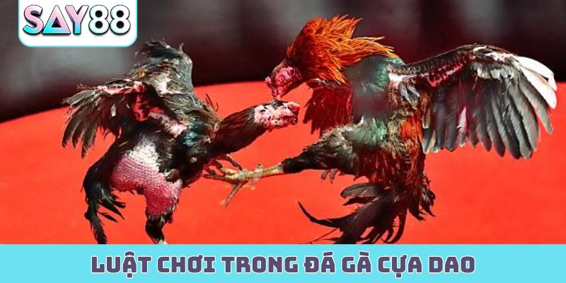 luật chơi trong đá gà cựa dao