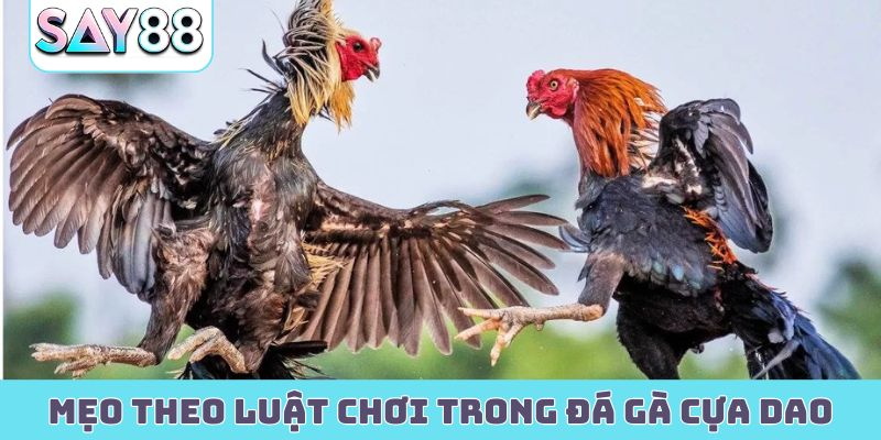 Thủ thuật theo luật chơi trong đá gà cựa dao