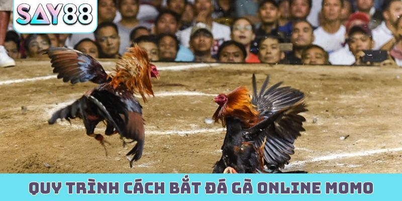 Hướng dẫn quy trình cách bắt đá gà online Momo