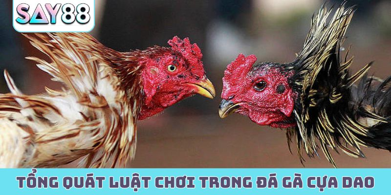 Tổng quát luật chơi trong đá gà cựa dao